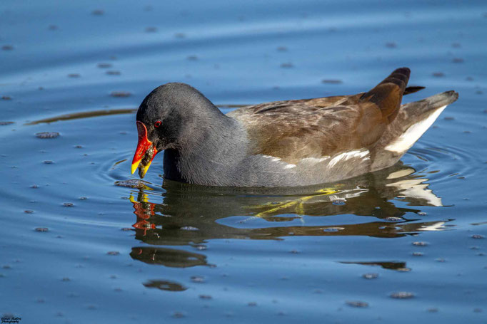 Teichhuhn
