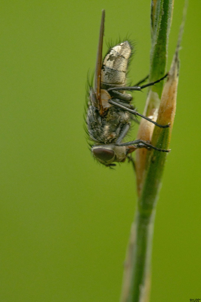 Pollenia spec