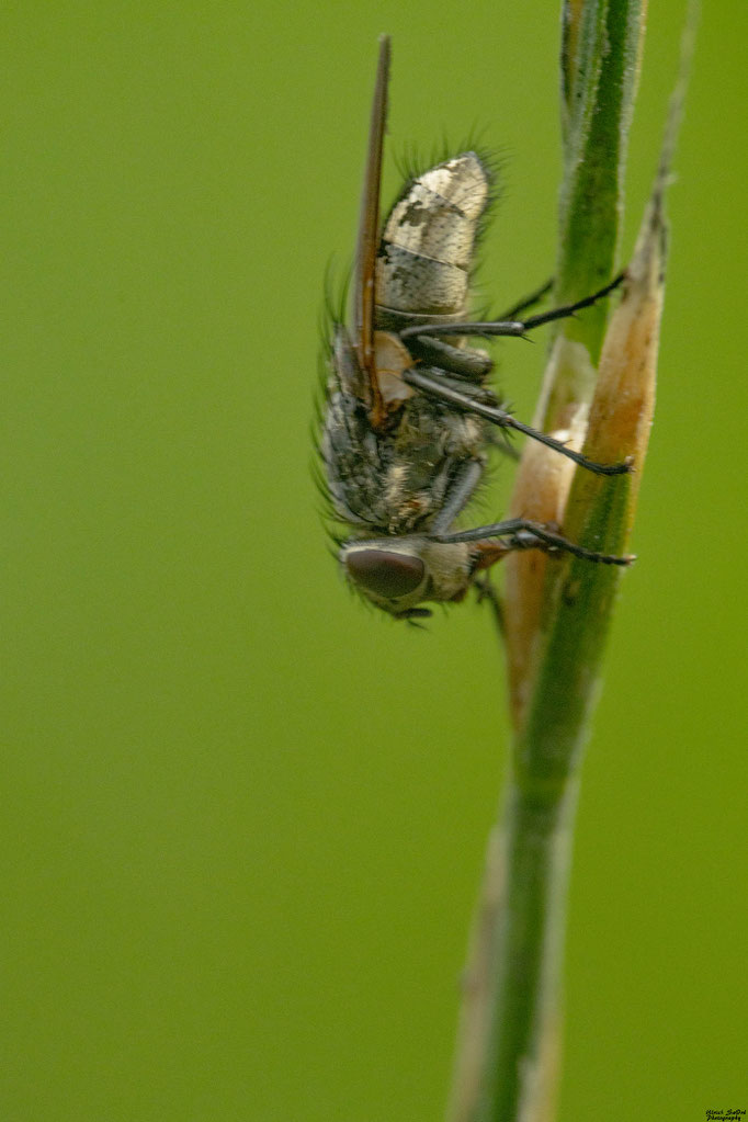 Pollenia spec