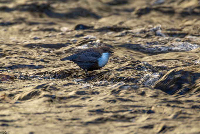 Wasseramsel