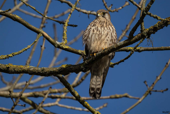 Turmfalke