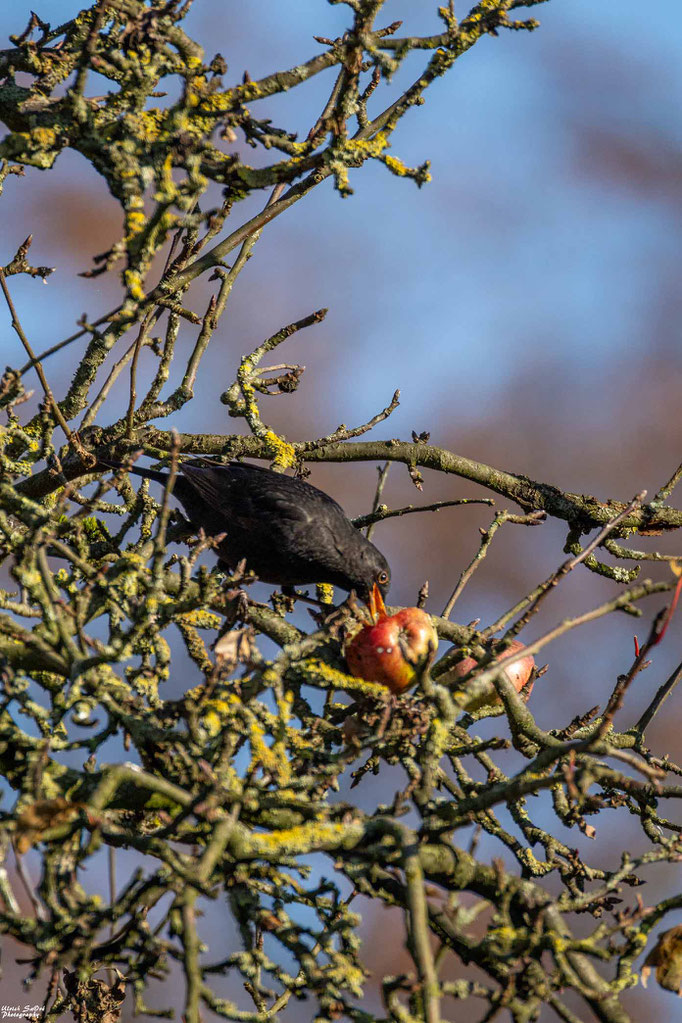 Amsel