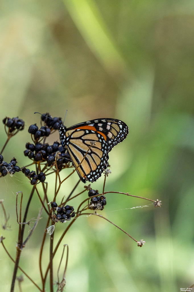 Amerikanischer Monarch