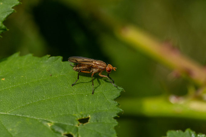 Tetanocera spec.