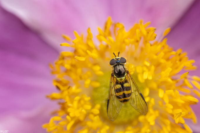 Gestreifte Waldschwebfliege