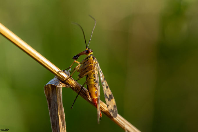 Gemeine Skorpionsfliege