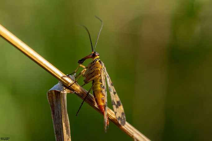 Gemeine Skorpionsfliege