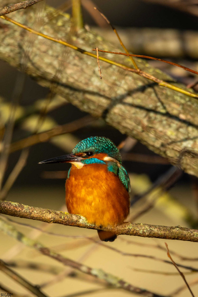 Eisvogel