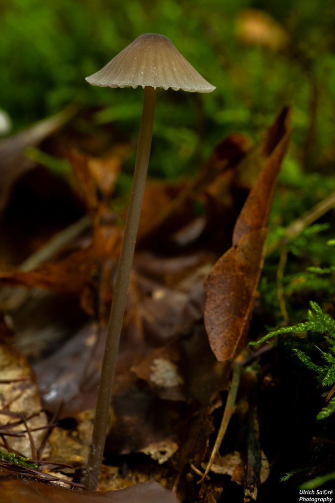 Mycena sp.