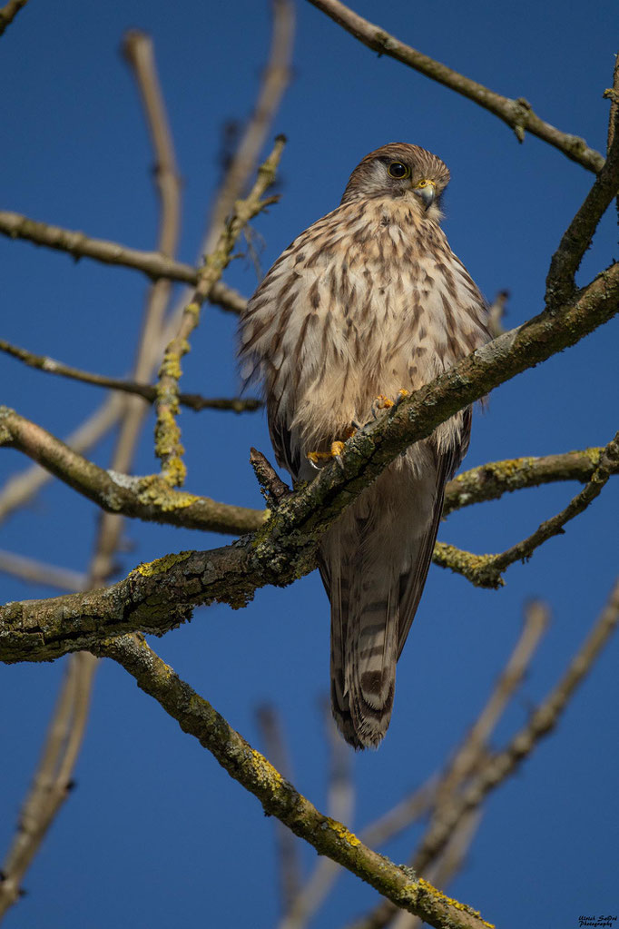Turmfalke