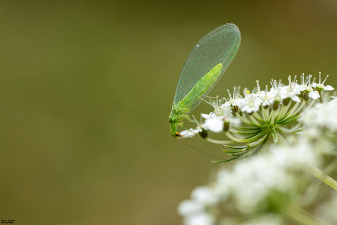 Gemeine Florfliege