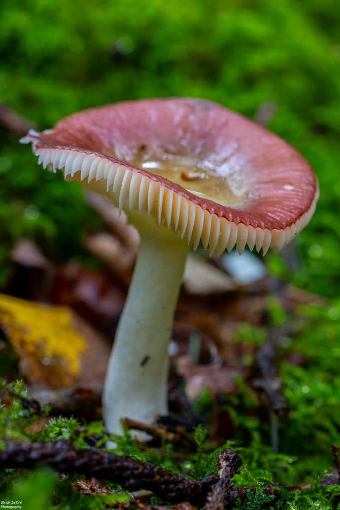 Ziegelroter Täubling