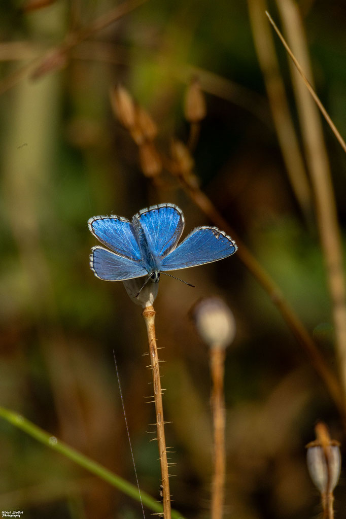 Himmelblauer Bläuling