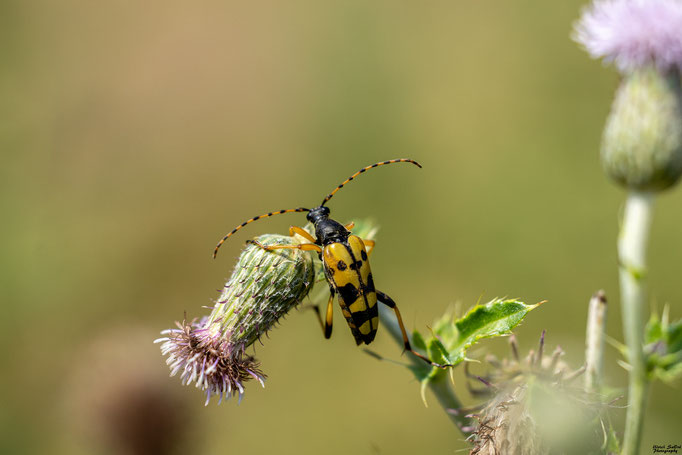 Gefleckter Schmalbock