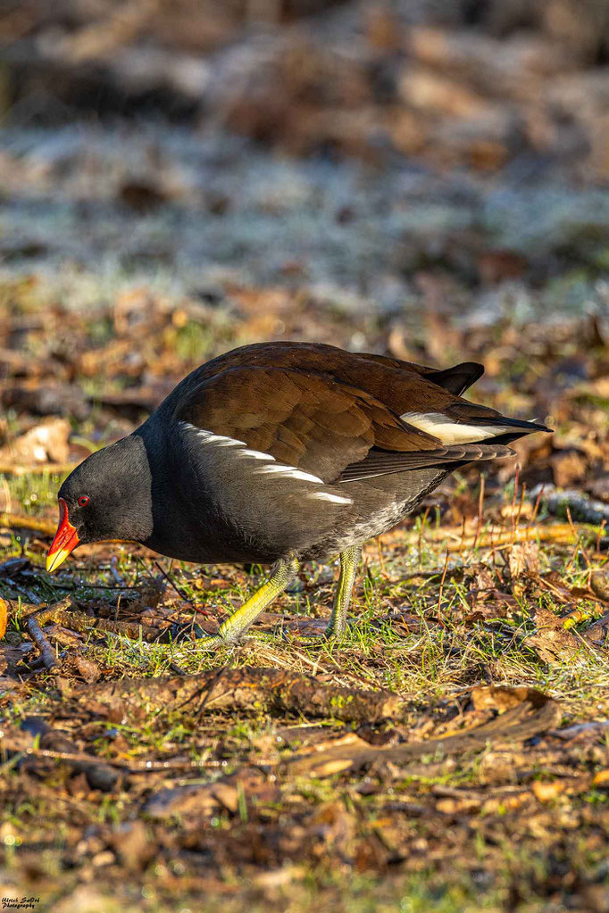 Teichhuhn