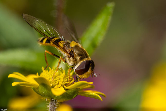 Kleine Schwebfliege