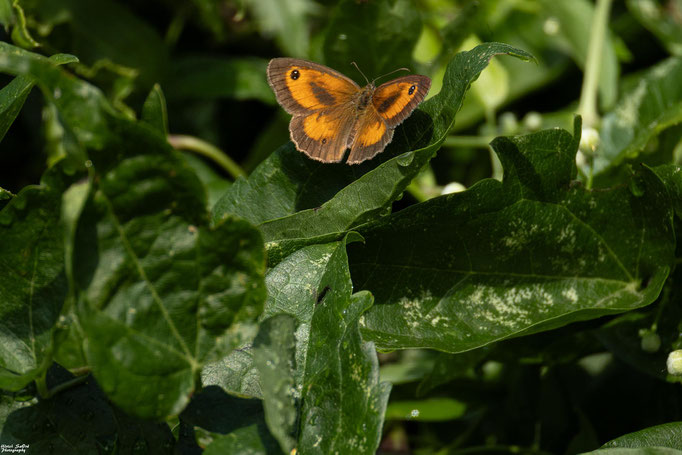 Rotbraunes Ochsenauge