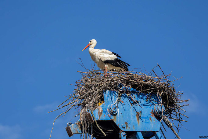 Weißstorch