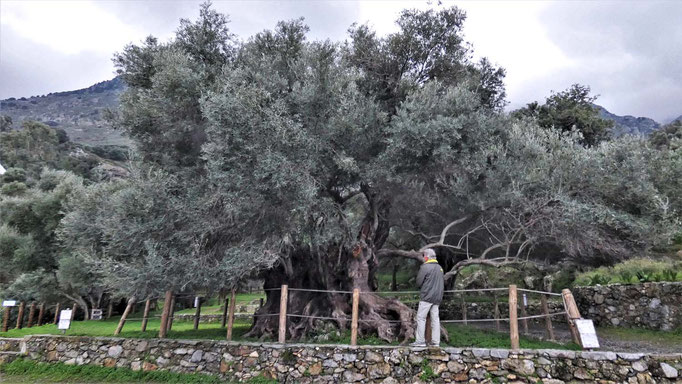 Der uralte Olivenbaum bei Kavousi (Azorias).