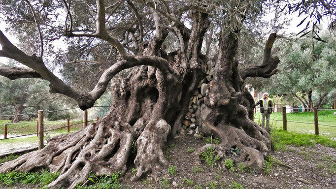 Der uralte Olivenbaum bei Kavousi (Azorias).