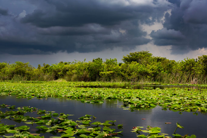 Everglades, Florida, USA 2019
