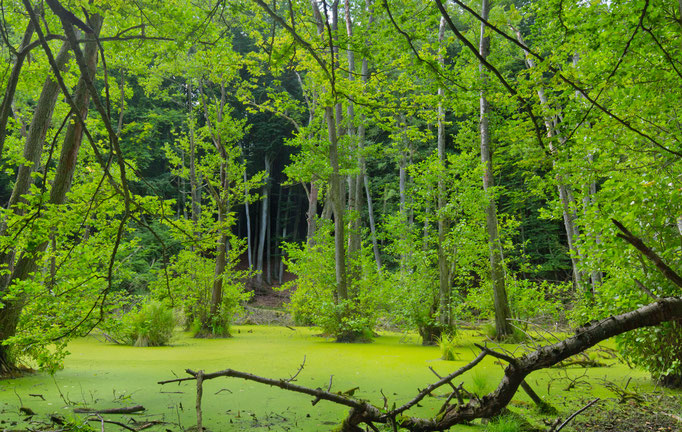 Rügen, Nationalpark Jasmund, 2016