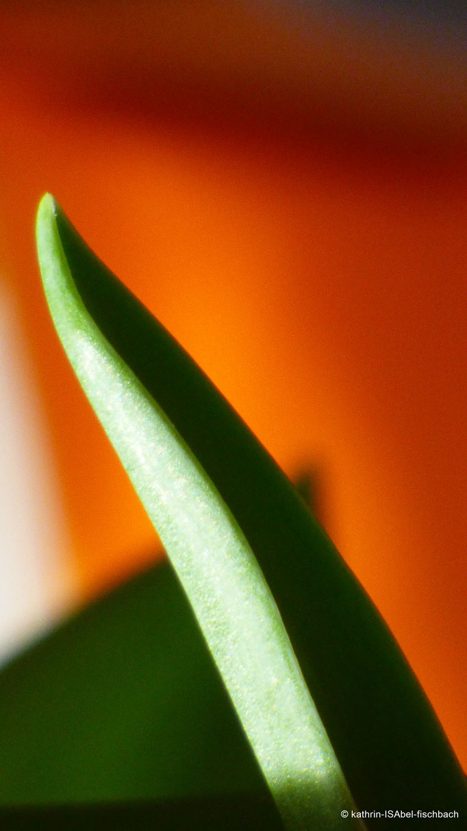 Frühling Orange Grün