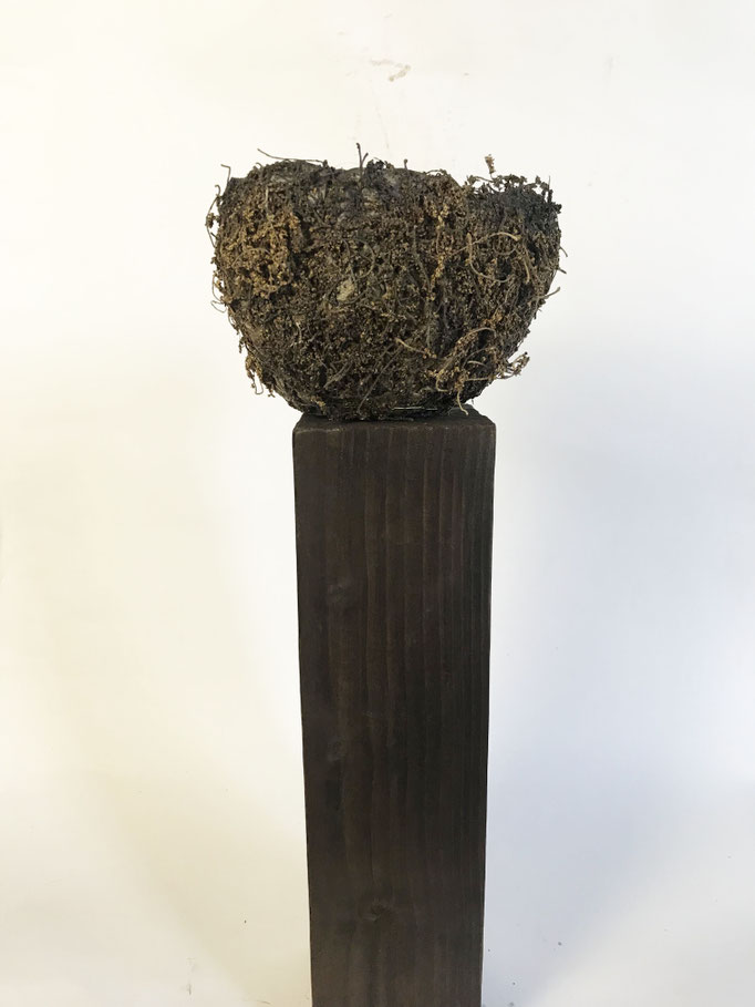FIORE DI LECCIO