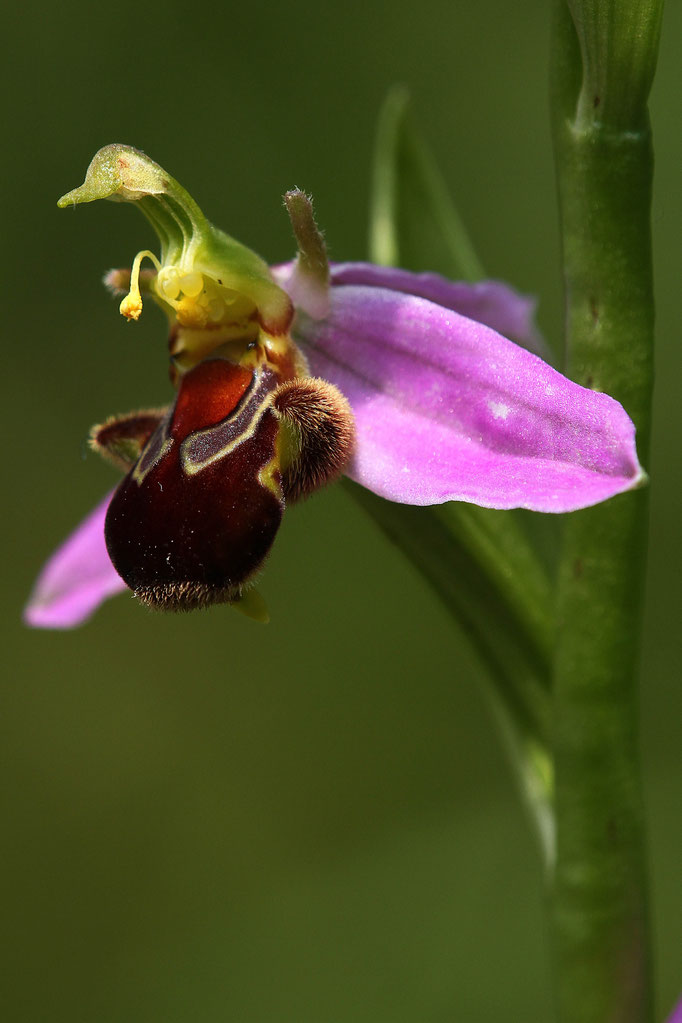 Bloemstudie vd bijenorchis (Ophrys apifera) 3-6-2016