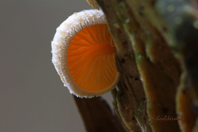 Oranje schijnoesterzwam (Phyllotopsis nidulans)