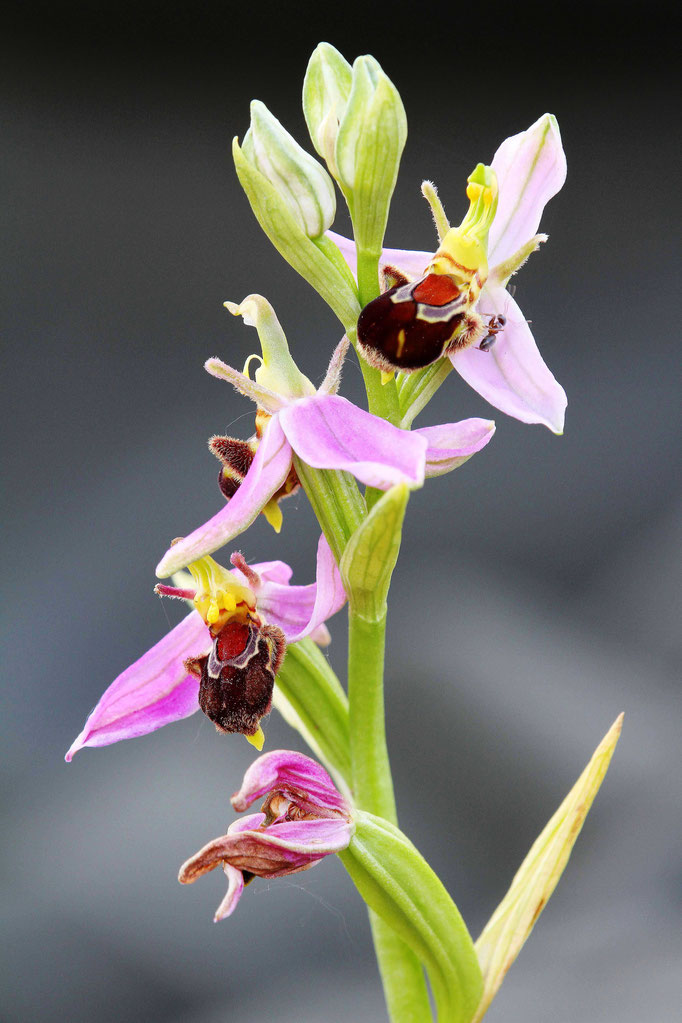  bijenorchis (Ophrys apifera)