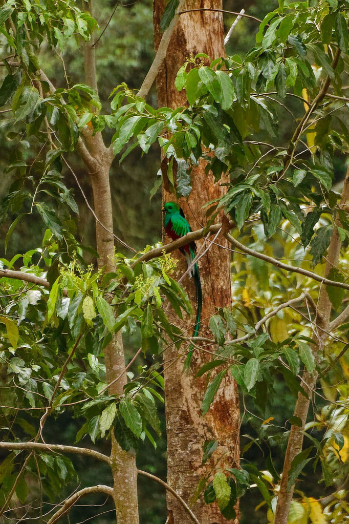 Quetzal, der Göttervogel von Mittelamerika