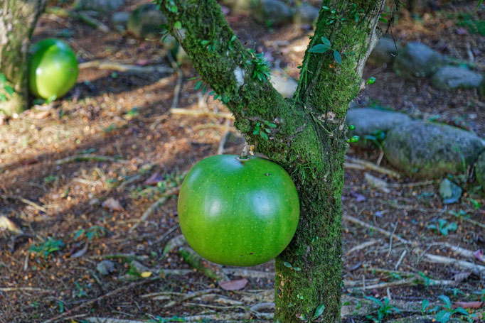 Kalebassenbaum