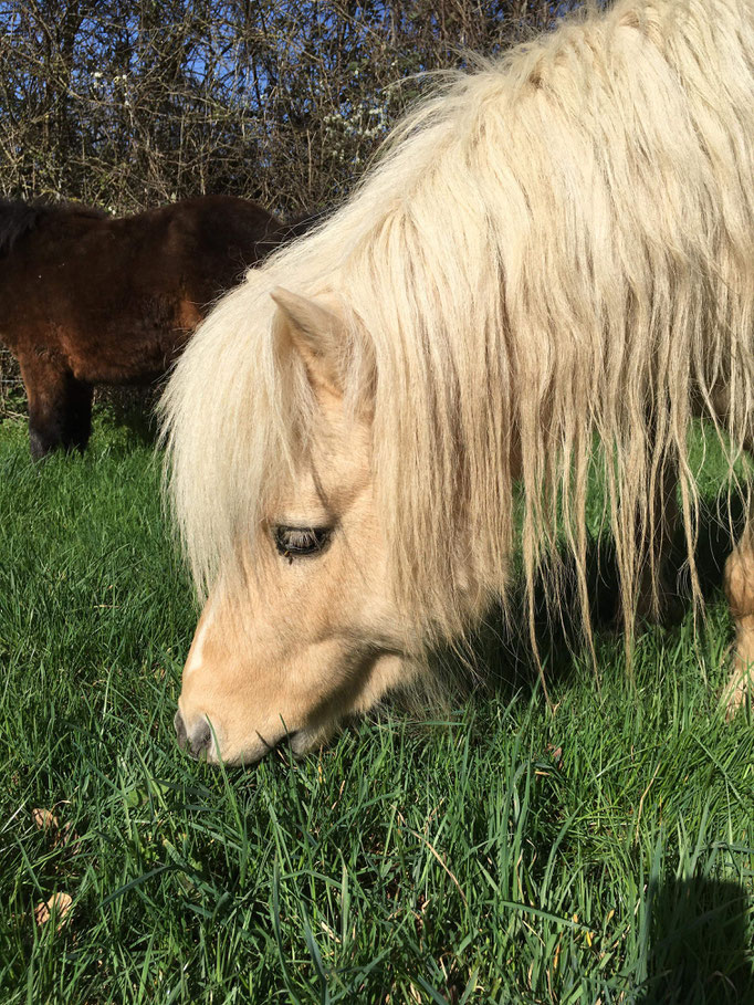 Hirkani Des Isles, 5 ans - mars 2022