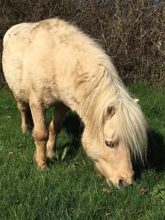 Hirkani Des Isles, 5 ans - mars 2022