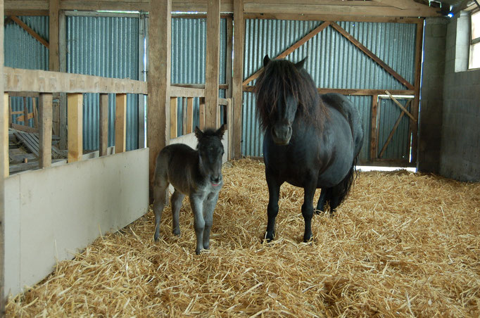 Euryops, 22 mai 2014, jour de naissance