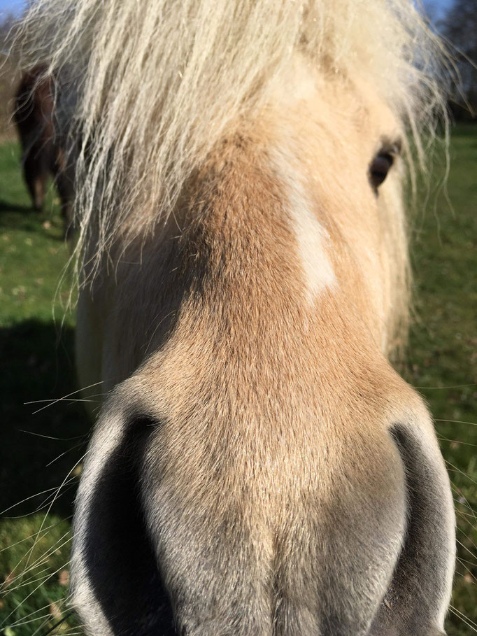 Hirkani Des Isles, 5 ans - mars 2022