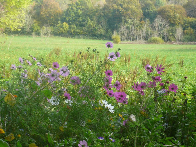Fleurs d'automne