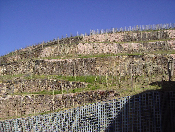 Weinberg in Radebeul bei Dresden 10.04.2011
