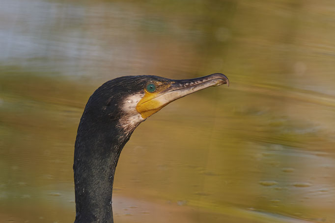 Kormoran - Nettetal Rohrdommelprojekt - (07.05.2020) 