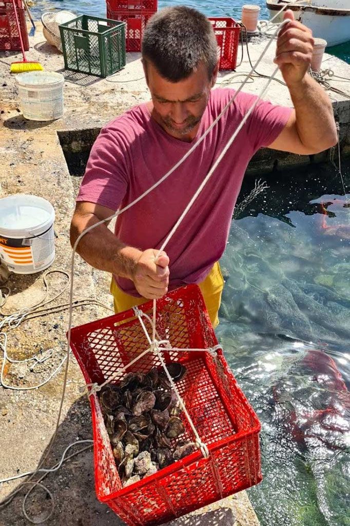 Muschelzucht, Boka Sea Food, Kotor Bucht