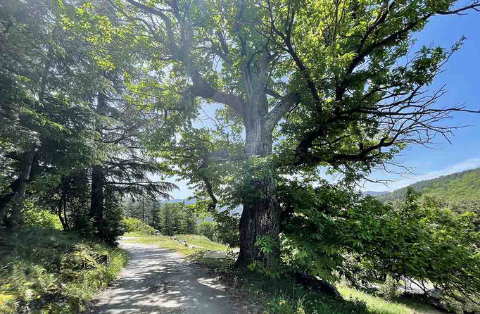 Un gros châtaignier accueille les visiteurs