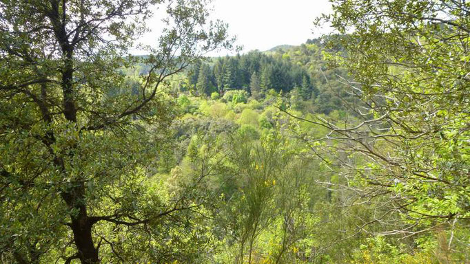 Paysage Cévenol au printemps