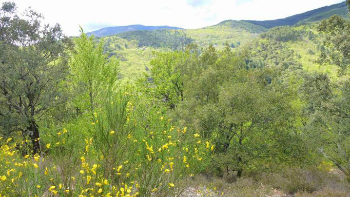 Randonnée à Saint-Frézal de Ventalon