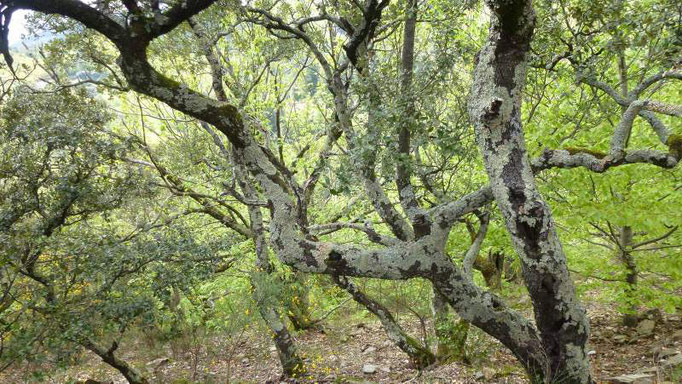 Ambiance chênes verts, lichens et chataigniers