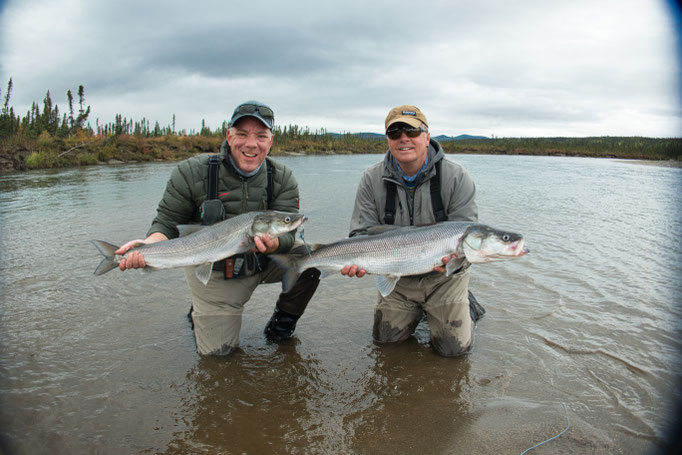 Sheefish Kobuk River, Alaska