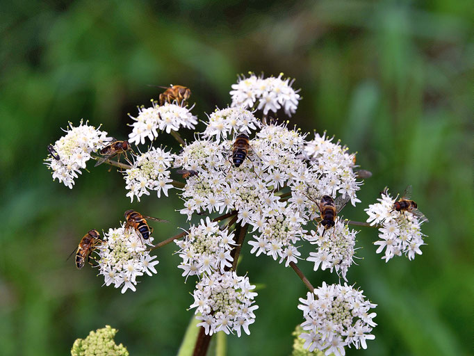 Wildbienen-Oase