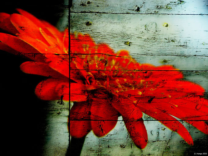 Red gerbera