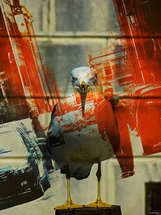 The seagull in Italy