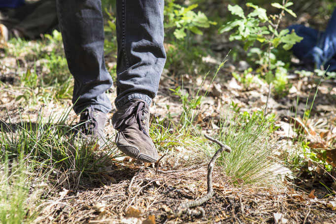 Tageskurs Spurenlesen: Fährten & Zeichen im Wald – Impression 2